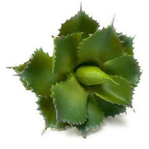 9" Extra Large Cactus Succulent Flower Pick/Stem/Plant-Fake Faux Cactus Succulent-Cactus Decor-Floral Supply