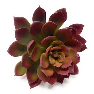 7&quot; Faux Echeveria Succulent on Stem, Artificial Succulent