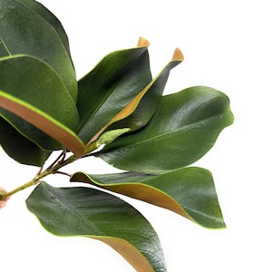 27&quot; Magnolia Leaf Stem, Magnolia Leaf Spray, Vase Filler, Floral Supply