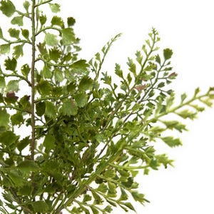 14&quot; Faux Maidenhair Fern Stems Bundle, Artificial Greenery for Vases, Wreaths, Centerpieces & Home Decor, Realistic Faux Fern Leaves