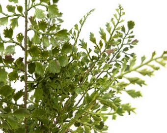 Faux Maidenhair Fern Bundle, Artificial Greenery Stems, 14"