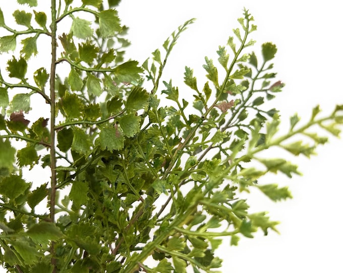 14" Faux Maidenhair Fern Stems Bundle, Artificial Greenery for Vases, Wreaths, Centerpieces & Home Decor, Realistic Faux Fern Leaves