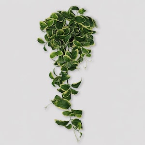 May include: A hanging plant with green and yellow variegated leaves. The plant is in a dark pot and cascades downward. The leaves have a vibrant green center with yellow edges, creating a striking contrast against the white background.