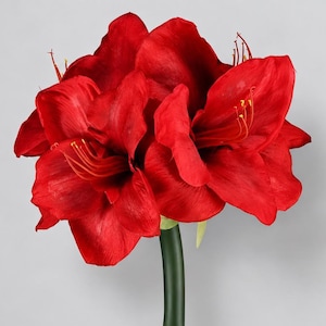 May include: A vibrant red amaryllis flower with multiple large, trumpet-shaped petals and prominent yellow-tipped stamens. The flower is attached to a smooth, cylindrical green stem, showcasing a rich, saturated color palette throughout.