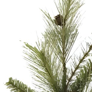 May include: A close-up shot of a pine branch featuring long, slender, green needles and two brown pine cones. The branch is set against a white backdrop, emphasising the natural textures and colours of the evergreen.