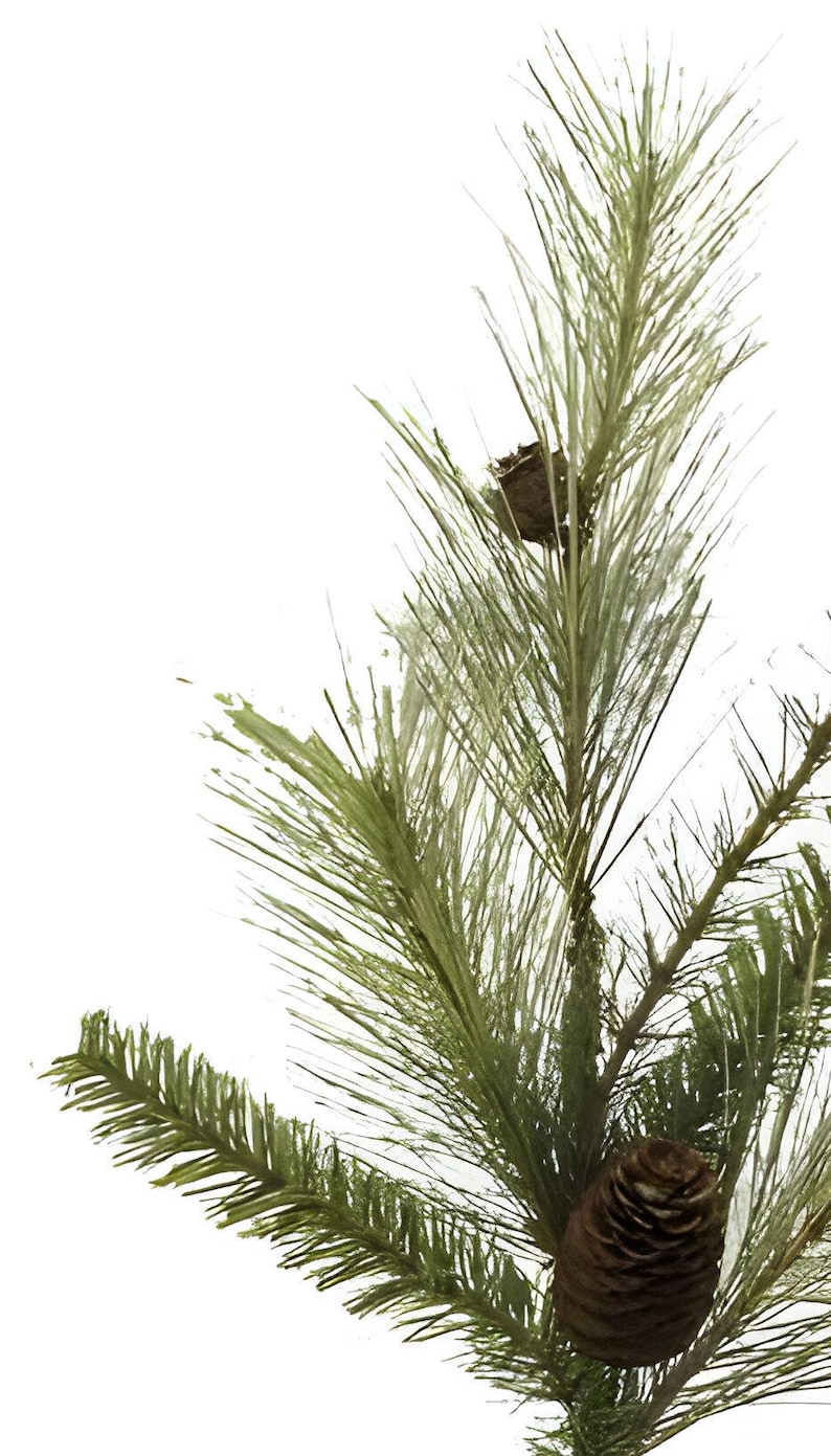 May include: A close-up shot of a pine branch featuring long, slender, green needles and two brown pine cones. The branch is set against a white backdrop, emphasising the natural textures and colours of the evergreen.