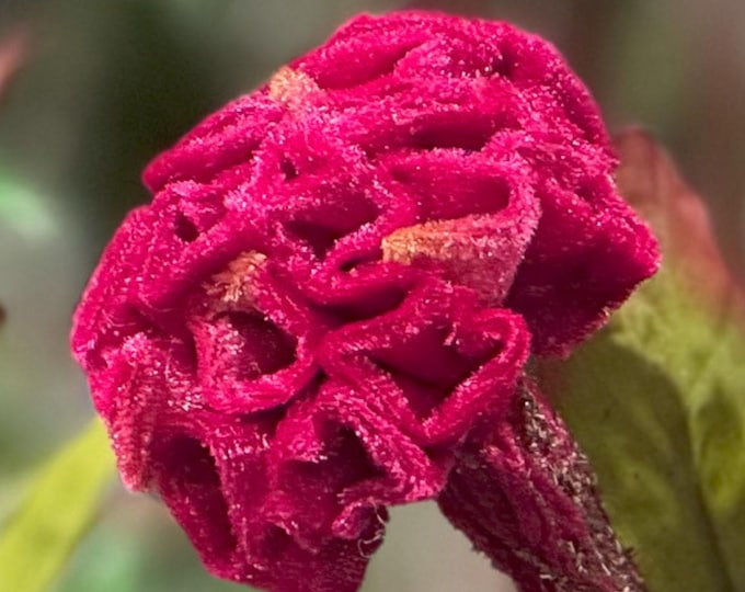 24" Faux Coral Celosia Flower on Stem, Unique Silk Flower, Summer Flowers, Artificial Flower, Vase Filler