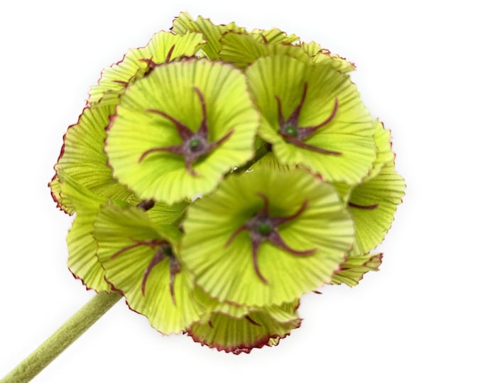 Faux Starflower Scabiosa Stem, Artificial Flower - 23"