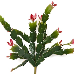 May include: Artificial Christmas cactus plant with green leaves and pink flowers.