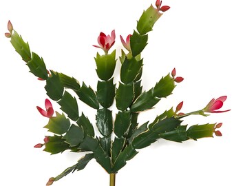 thumbnail image 2 of Whitton Christmas Cactus Starter Plants – 5 Pc, All Different Varieties, Schlumbergera 2 of 6
