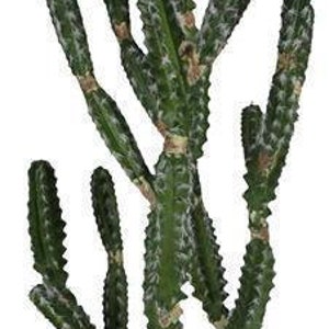 42 H Large Artificial Potted Cactus Succulent Plant-Cactus in Pot w/Thorns-Faux Potted Plant-Potted Greenery-Artificial Plant-Floral Supply image 2