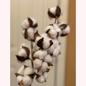 Cotton Stem Spray Branch on Stem, Natural Cotton Decor, Rustic Decor, Farmhouse Decor, Vase FillerWreath Supply, Floral Supply - Choose Size