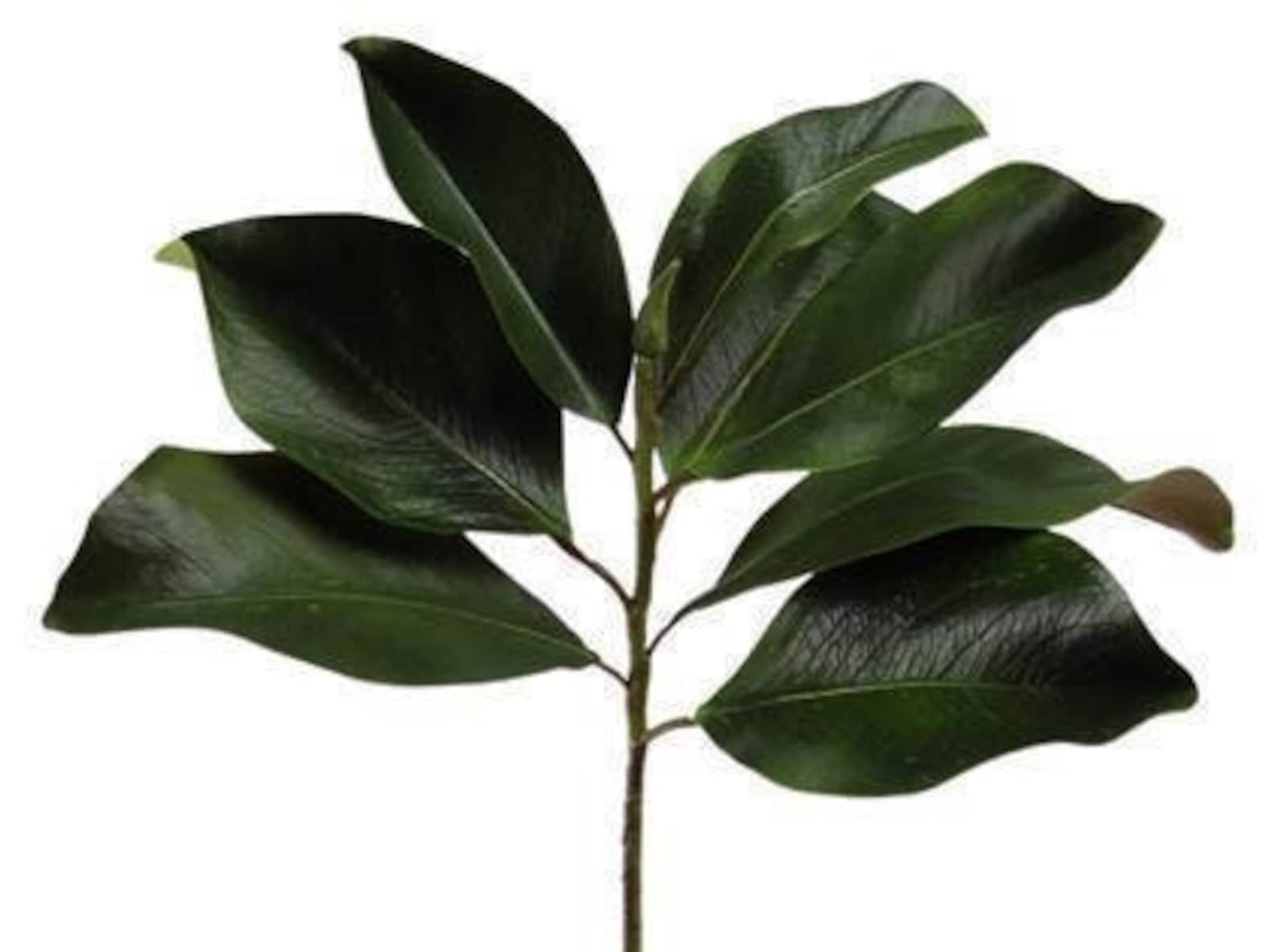 27 Artificial Magnolia Leaf Stems Magnolia Leaf Spray Etsy