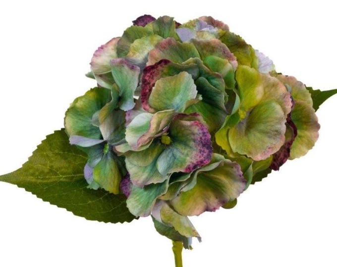 14" Antique Green Hydrangea Flower on Stem, Real Touch Flowers, Artificial Flower, Vase Filler, Floral Supply