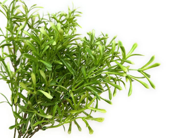 14" Artificial Tea Leaf Bush Bundle, Faux Greenery Stems for Home Decor, DIY Wreaths, Centerpieces & Craft Projects,  Realistic Faux Plant