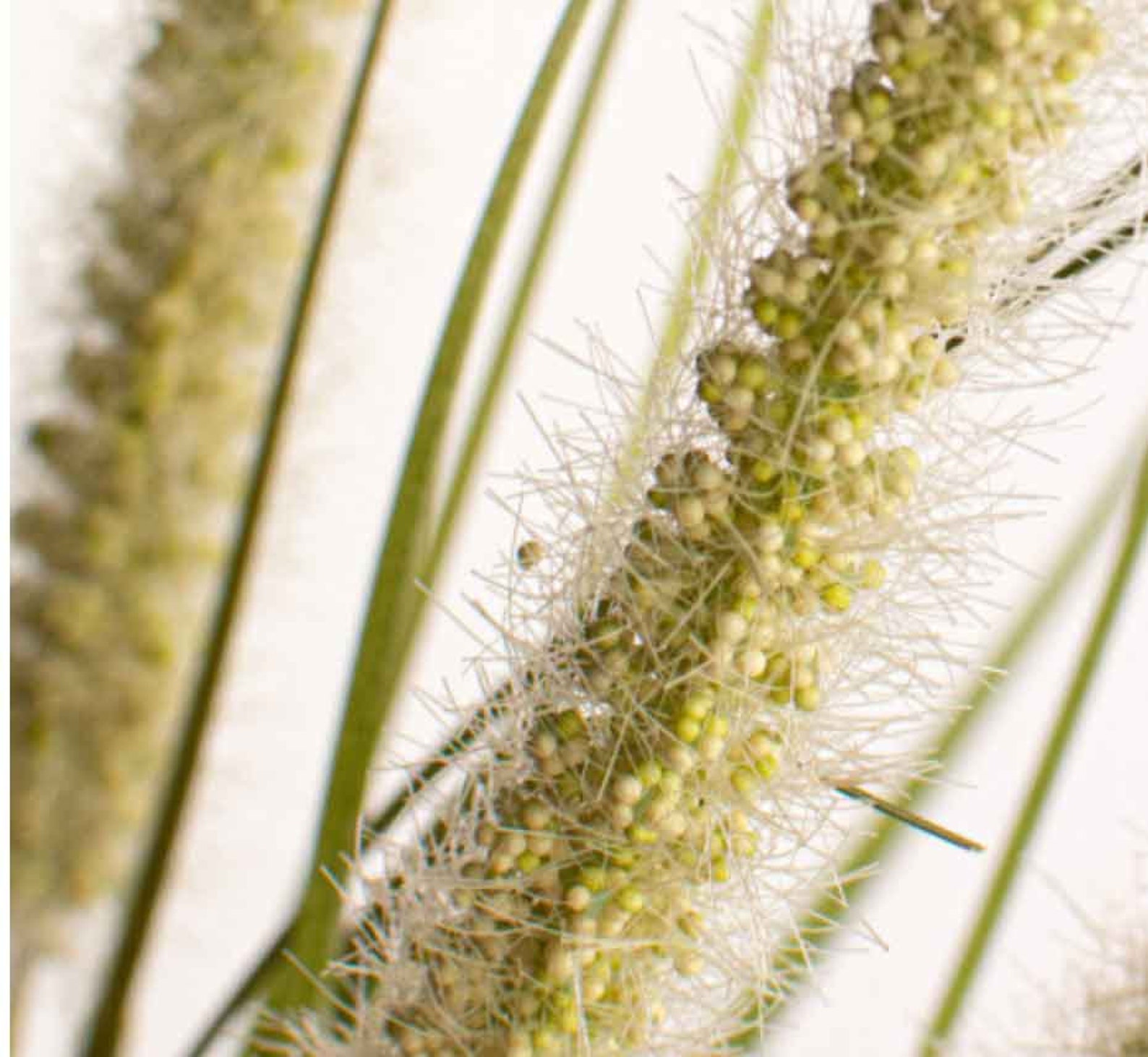 28 Artificial Grass Faux Grass Dogtail Grass Etsy