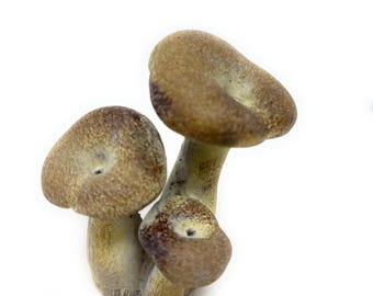 May include: A cluster of three ceramic mushrooms with textured, tan caps and stems. The caps have a slightly darker, mottled appearance with small, central indentations. The stems are a pale, muted yellow-green color.