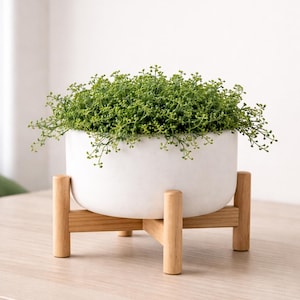 May include: A white ceramic planter filled with green foliage, set on a natural wood stand. The round planter has a smooth finish, and the stand features a cross-legged design. The plant's leaves cascade over the sides, creating a natural, decorative accent.