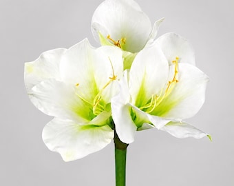 Faux White Silk Amaryllis Flower Stems - 23"