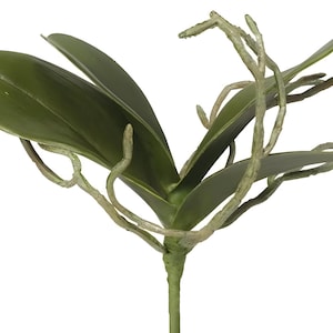 Orchid Leaves on Stem with Realistic Bare Roots, Real Touch Foliage, Faux Orchid Greenery Stems