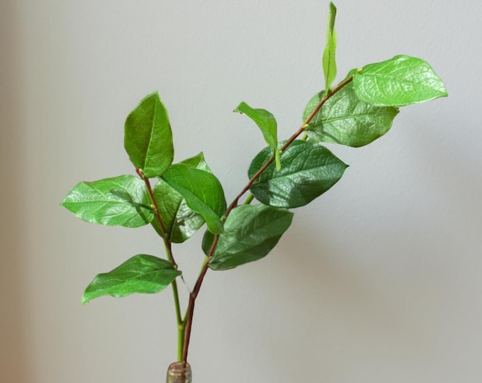 30" Lemon Leaf Branch Stem, Salal Leaf Spray, Faux Greenery Stems, Vase Filler