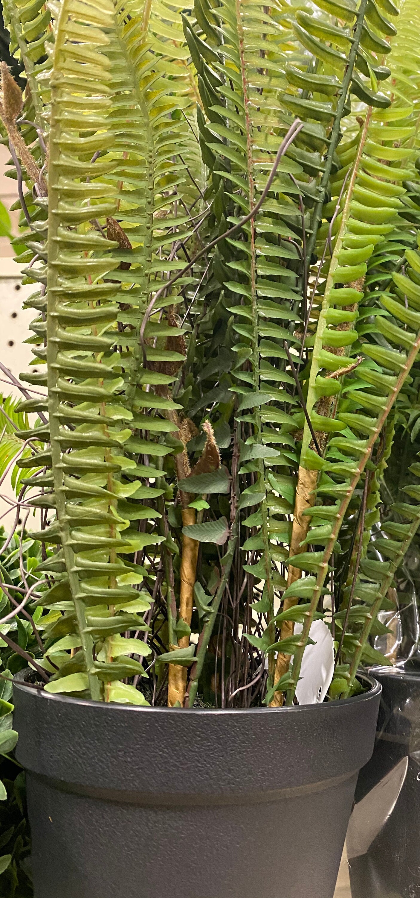 21 H Artificial Potted Fern PlantArtificial Fern in PotFaux Potted