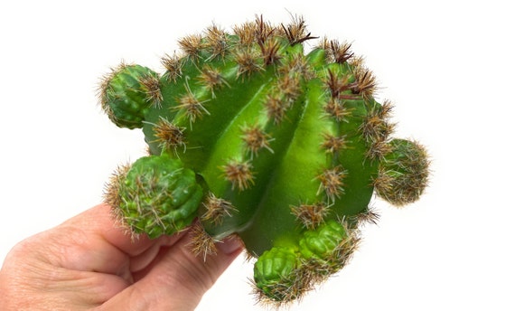 8" Faux Barrel Cactus on Stem With 3 Heads, Artificial Succulent, Floral  Supply - Etsy
