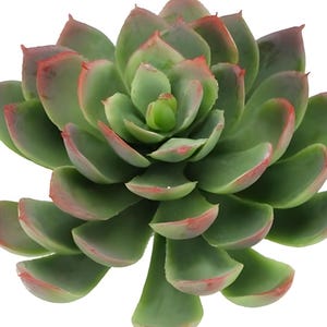 May include: A close-up of a succulent plant with green leaves edged in red. The plant has a rosette shape, with layers of thick, fleshy leaves radiating from the center. The leaves are a vibrant green, with a reddish-pink hue along the edges.