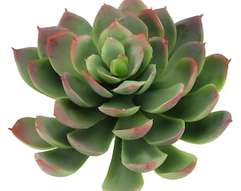 7" Artificial Echeveria Succulent
