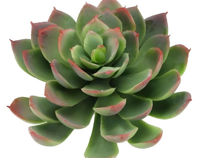 Artificial Sedum Succulent Flower in Green/Red