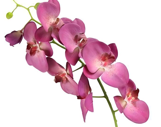 30"L Artificial Real Touch Phalaenopsis Orchid Stem-Magenta-Faux Orchid Flower-Flower Stems-Tropical Flower-Floral Supplies-Floral Arranging