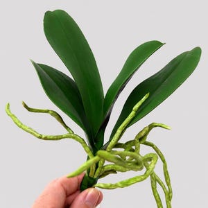 Real Touch Phalaenopsis Orchid Stem, Faux Greenery with Roots