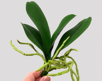 Tallo de orquídea Phalaenopsis de tacto real, follaje artificial con raíces.
