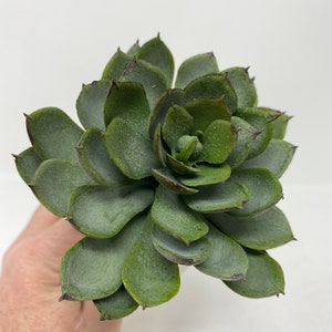 Artificial Sedum Succulent Flower Pick in Green/Gray-Faux Succulent-Fake Succulent-Succulent Pick-Floral Supply