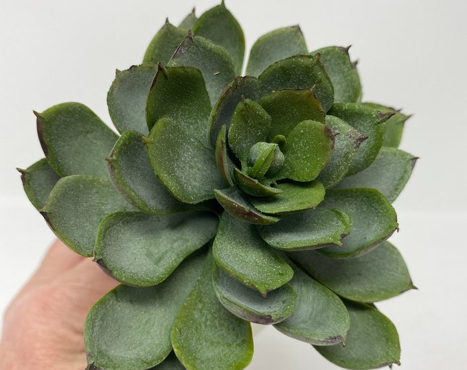 Artificial Sedum Succulent Flower Pick in Green/Gray-Faux Succulent-Fake Succulent-Succulent Pick-Floral Supply