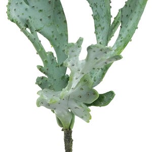 Puede incluir: Un solo tallo de una planta suculenta verde con un tallo marr&oacute;n. Las hojas son de color verde claro y tienen una superficie texturizada.