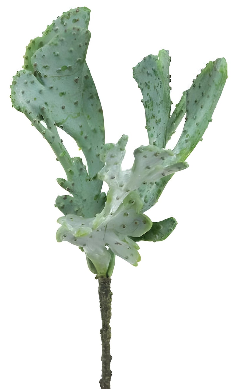 Puede incluir: Un solo tallo de una planta suculenta verde con un tallo marr&oacute;n. Las hojas son de color verde claro y tienen una superficie texturizada.