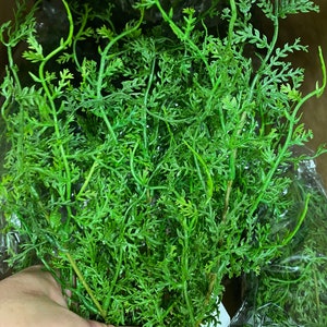 16 Sweet Annie Fern Bush-Artificial Greenery-Filler Greenery-Everyday Greenery-Vase & Bouquet Filler-Faux/Artificial Foliage-Floral Supply afbeelding 7