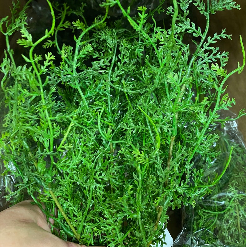 16 Sweet Annie Fern Bush-Artificial Greenery-Filler Greenery-Everyday Greenery-Vase & Bouquet Filler-Faux/Artificial Foliage-Floral Supply afbeelding 7