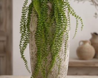 May include: A tall, cylindrical vase with a rough, weathered, off-white stone-like texture. The vase is filled with a trailing green plant featuring long, slender stems covered in small, pointed leaves that cascade down the sides of the vessel.