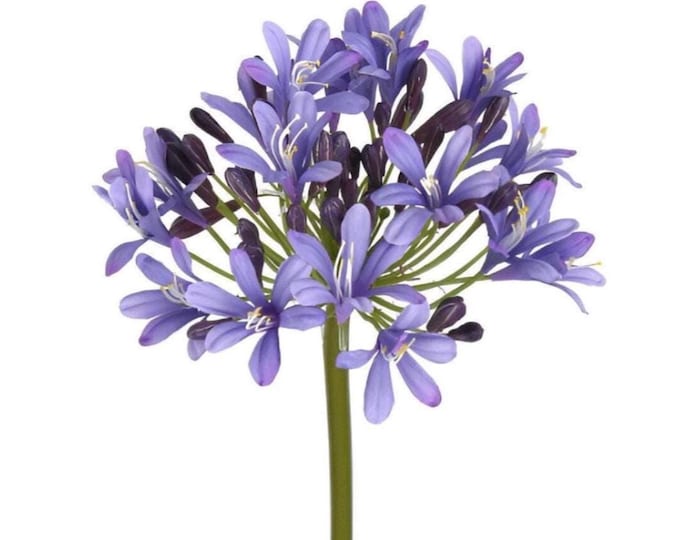 27" Faux Purple Agapanthus Flower on Stem, Realistic Artificial Flower for Floral Arrangements and Home Decor