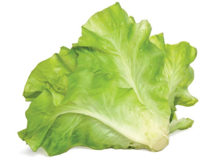 Artificial Large Leaf Lettuce Head Food Prop, Food Staging, Floral Supply
