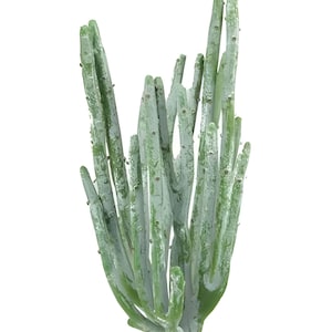 10&quot; Faux Pencil Cactus Plant on Stem, Cactus Pick, Faux Succulent