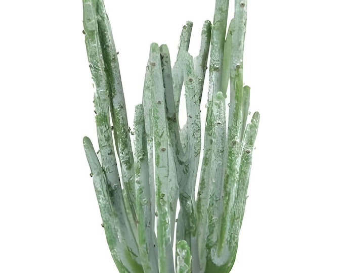 10" Faux Pencil Cactus Plant on Stem, Cactus Pick, Faux Succulent