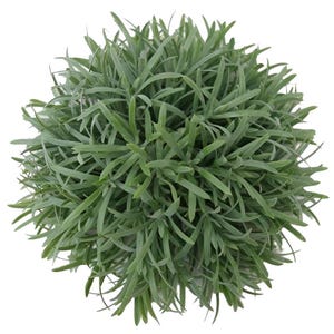 9&quot; Rosemary Greenery Half Sphere