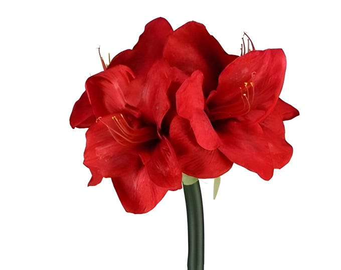27" Faux Amaryllis Christmas Flowers on Stem with 4 Flowers