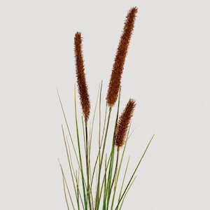 May include: Close-up of ornamental grass featuring brown seed heads and green stems, set against a plain white backdrop. The image showcases the natural textures and colour variations of the plant.