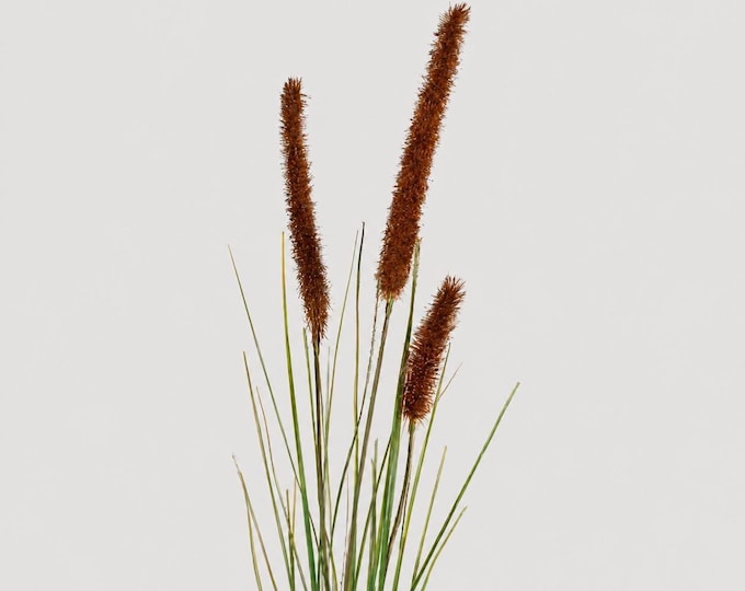 Artificial Cattail Grass Plant, Vase or Planter Filler (34 Inch)
