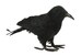 7.5' 8' 8.5' or 10' Artificial Feather Crow/Raven Black Bird Figurine/Figure-Fall Halloween Wreath Attachment Embellishment Accent Supply 