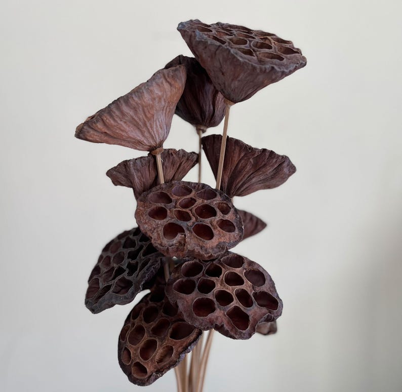 May include: A bouquet of dried lotus pods with brown, textured surfaces. The pods are arranged in a cluster, with the stems extending downwards.
